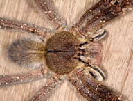 pavouk (Francouzská Guyana)